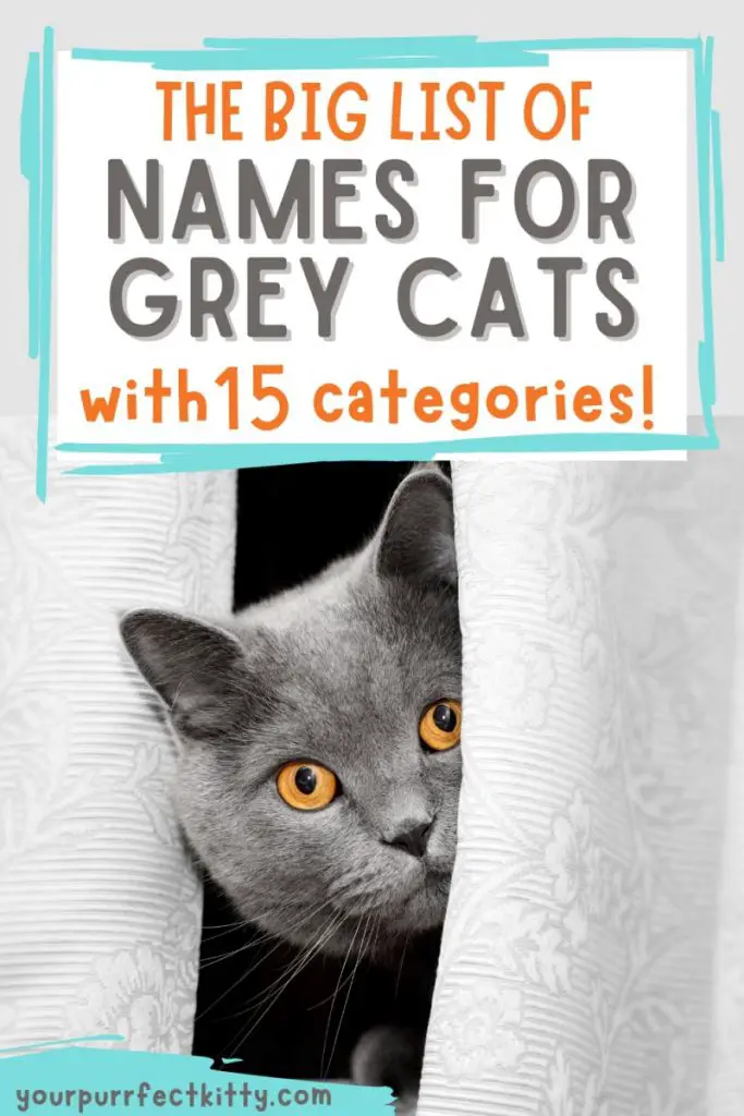 Gray Kitten Names 683x1024 