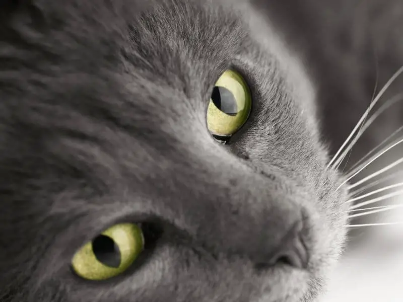 The Big List of Grey Cat Names