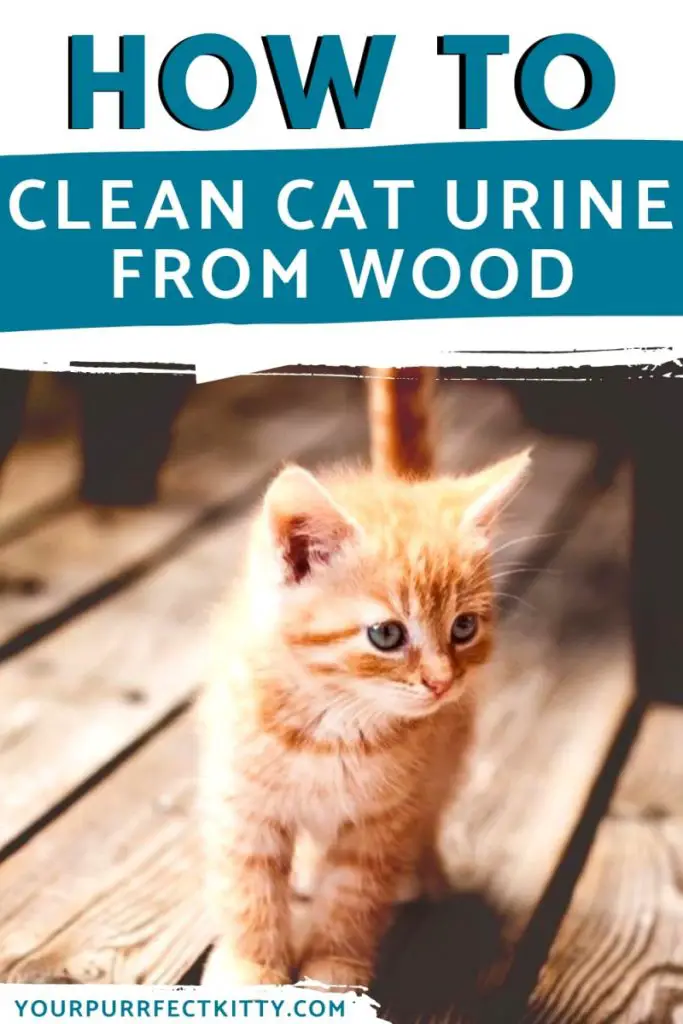 how to clean cat pee from wood Pinterest pin image