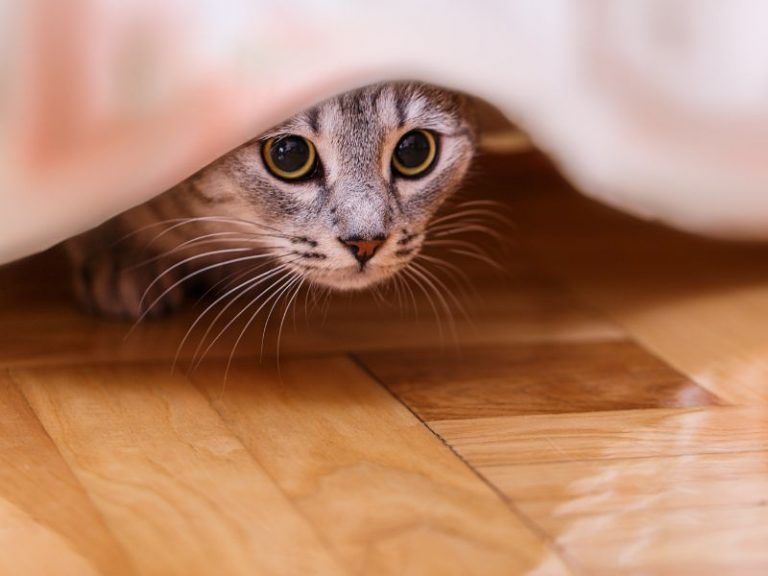 cat coming out from under blanket on wood floor