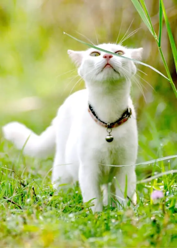white cat smelling grass