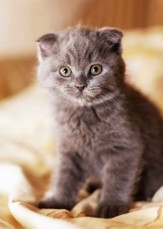 What Are Cute Names For Grey Kittens 