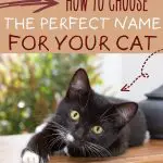 What to name your cat Pinterest pin image