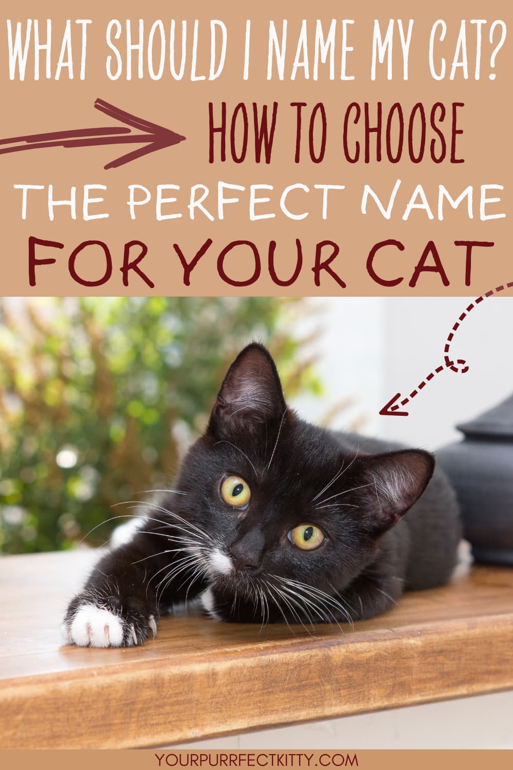 How To Pick The Best Name For Your Cat Your Purrfect Kitty