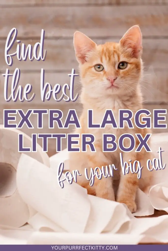 Big litter box on sale for big cats