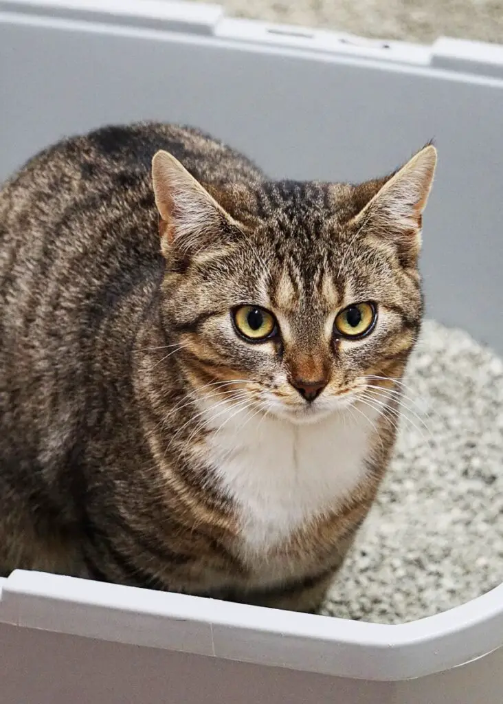 Brown tabby cat in high sided litter box