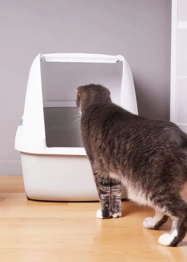 Tabby cat looking inside a hooded litter box