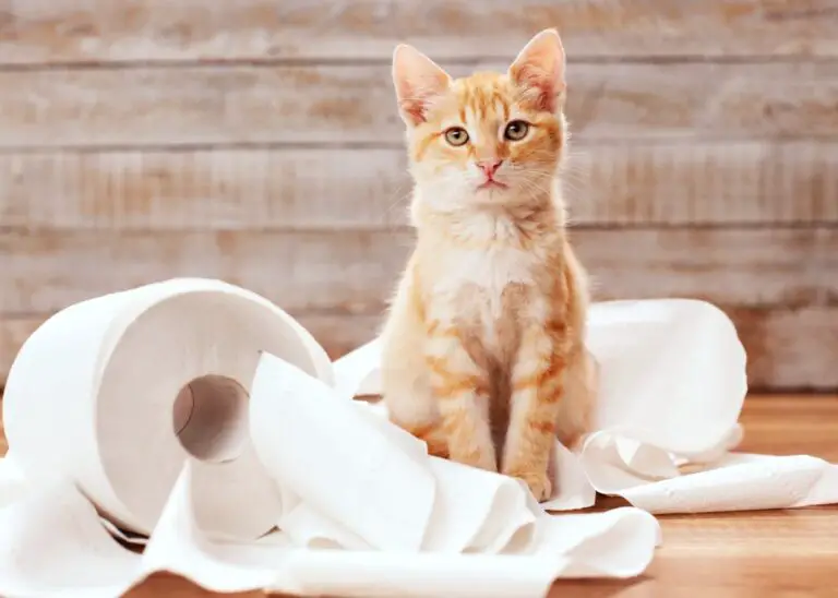 Orange cat sitting in unraveled toilet paper