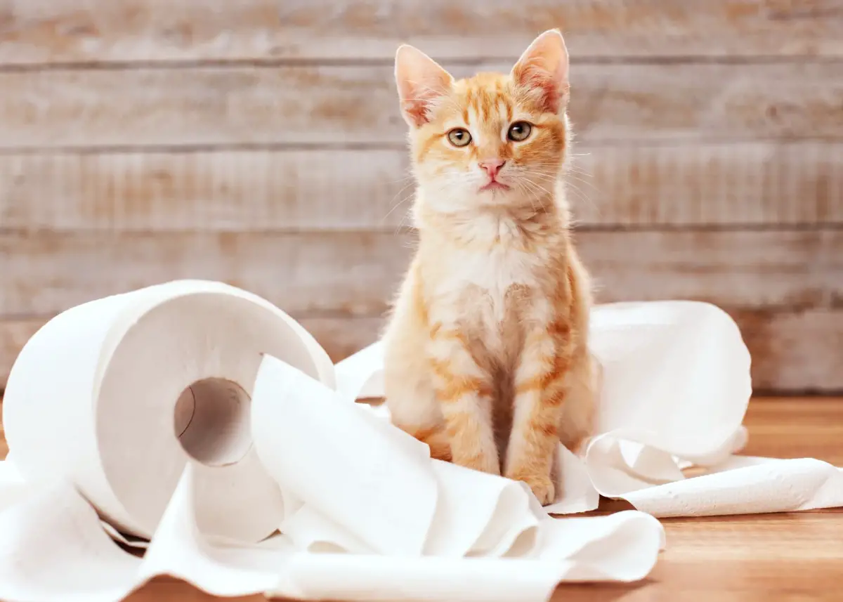The Best Extra Large Litter Boxes