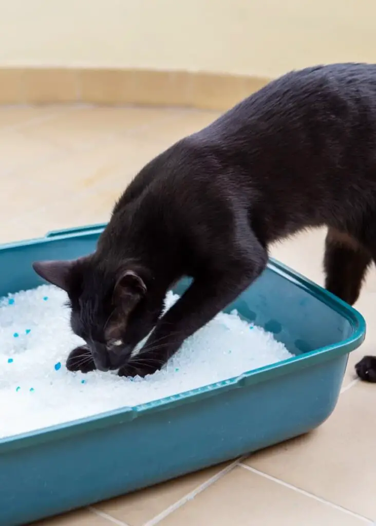 Small black cat entering low sided litter box