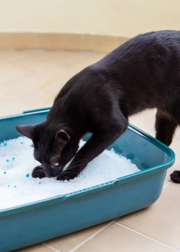 Open low clearance sided litter box