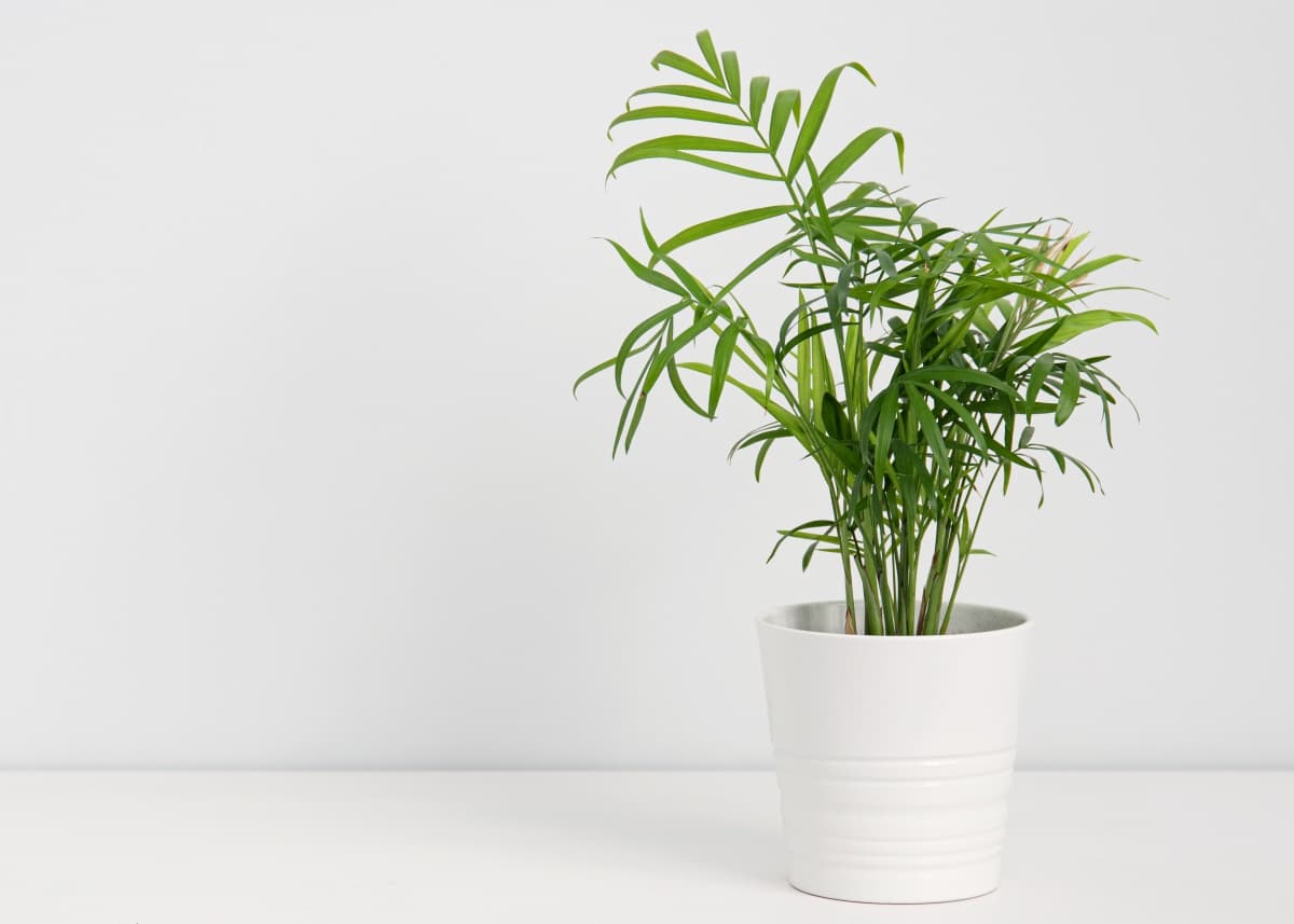 9 Beautiful Low Light Indoor Plants that are Cat-Safe - Your Purrfect Kitty