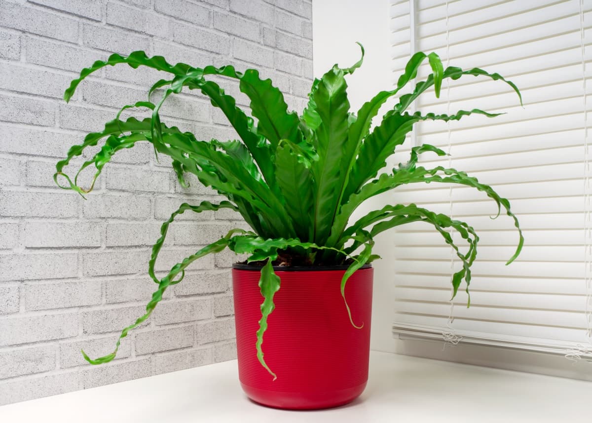 9 Beautiful Low Light Indoor Plants that are CatSafe Your Purrfect Kitty