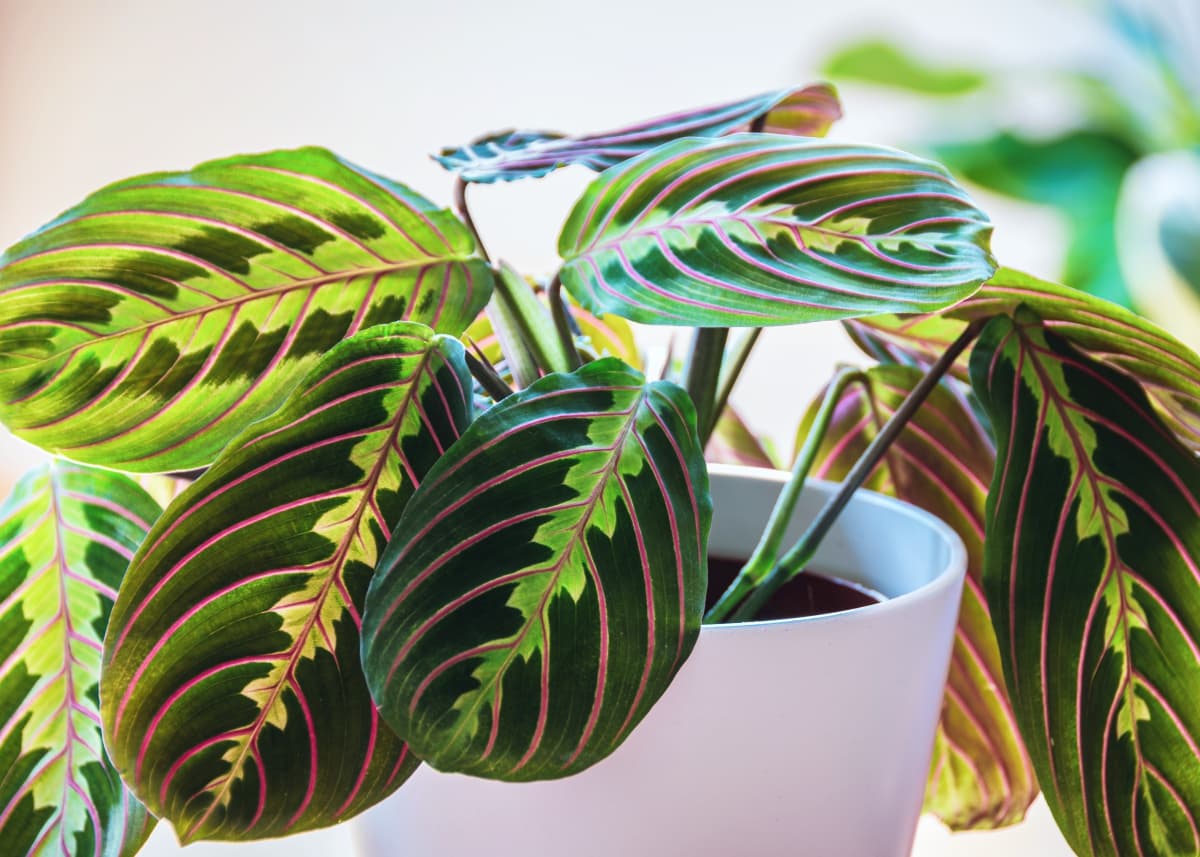 9 Beautiful Low Light Indoor Plants That Are Cat Safe Your Purrfect Kitty 9177